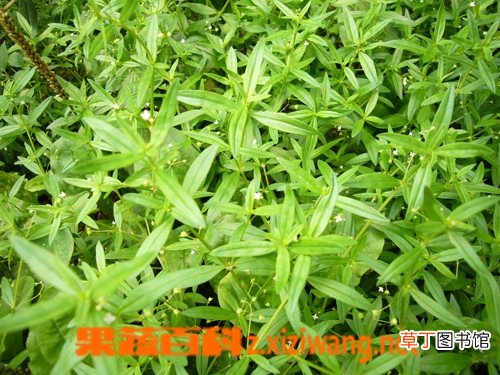 白花蛇舌草的功效