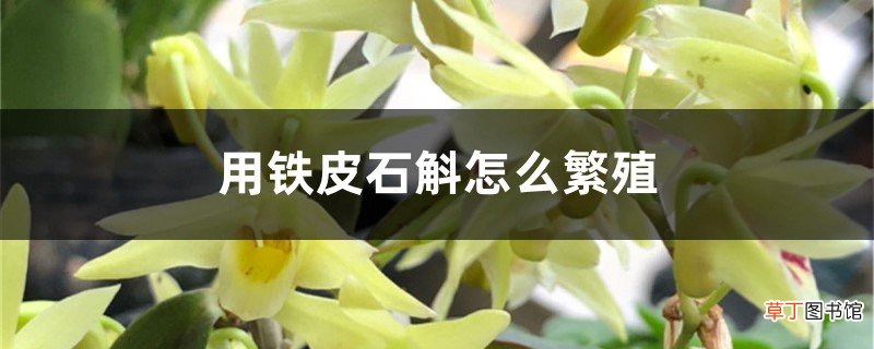 用铁皮石斛怎么繁殖