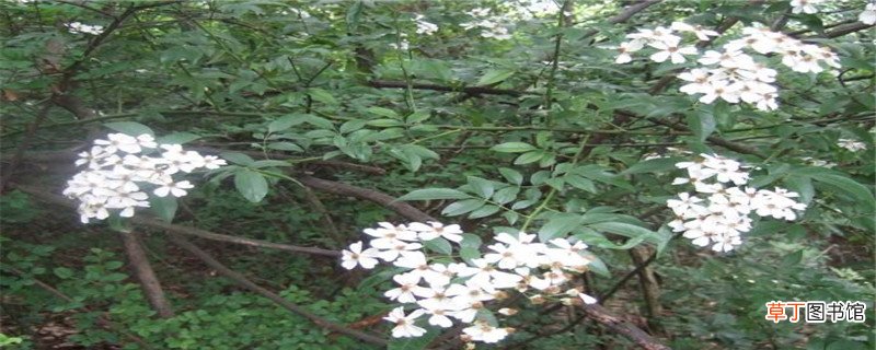 山木香什么时候嫁接