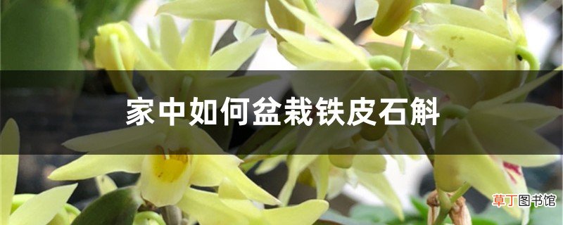 家中如何盆栽铁皮石斛