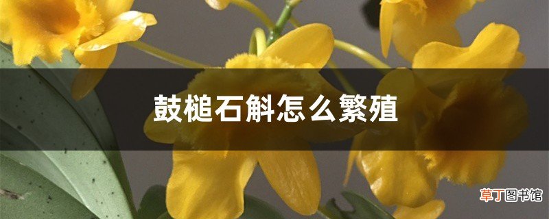 鼓槌石斛怎么繁殖