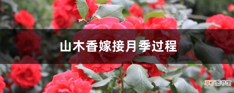 山木香嫁接月季过程