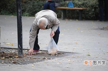 银杏树特点简单介绍 银杏为什么是裸子植物