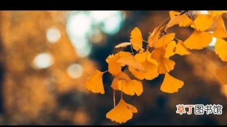 银杏树特点简单介绍 银杏为什么是裸子植物