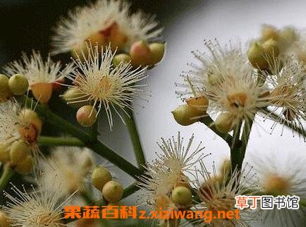 水翁花的功效 水翁花的药用价值