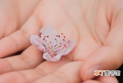 木槿花护肤功效与作用