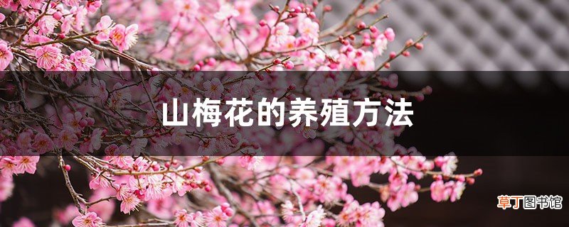 山梅花的养殖方法