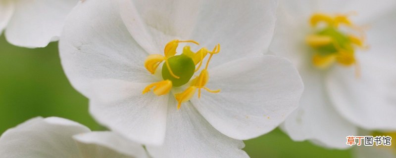山荷叶的养殖方法