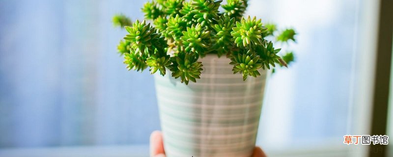 若歌诗如何养