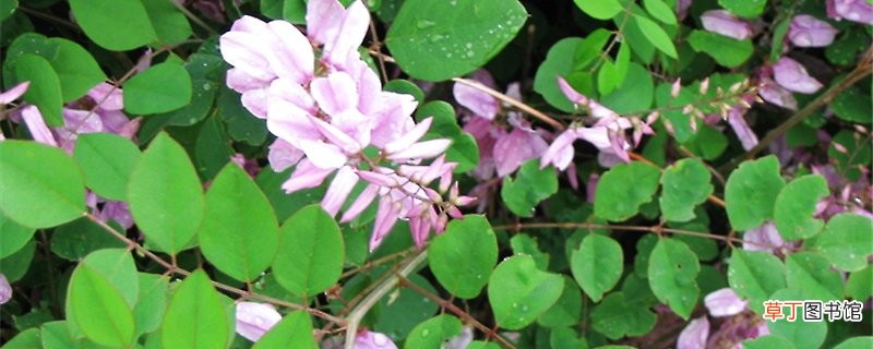花木蓝的养殖方法