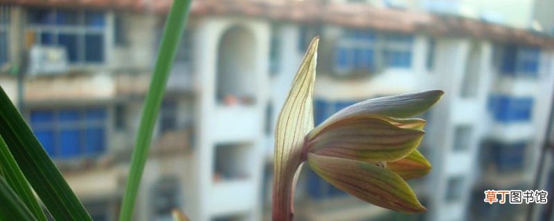豆瓣兰的养殖方法