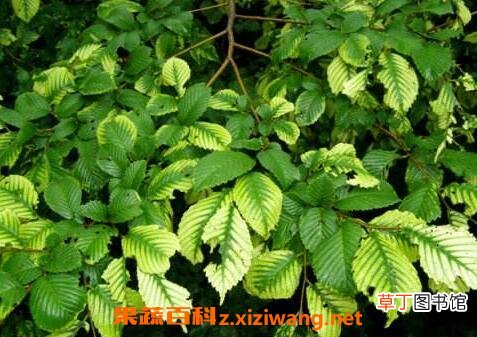 榆树叶的作用和功效 榆树叶的药用价值