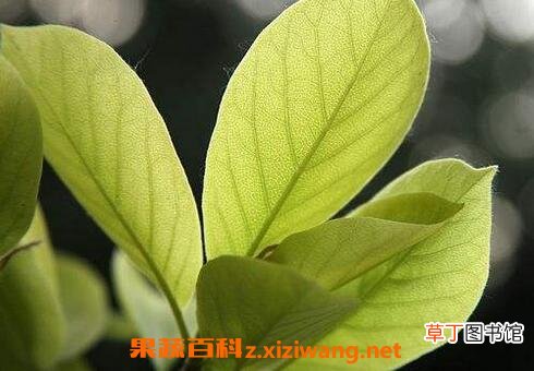 玉兰花叶的功效与作用 玉兰花叶的药用价值