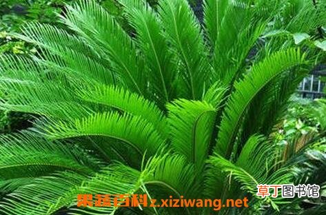 铁树叶的药用价值与功效