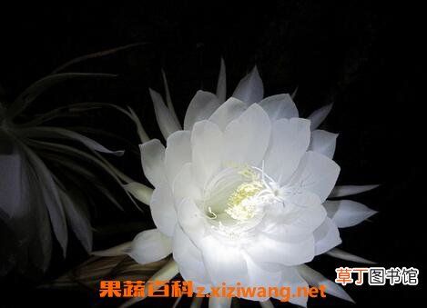 昙花的药用价值 昙花能预防的疾病