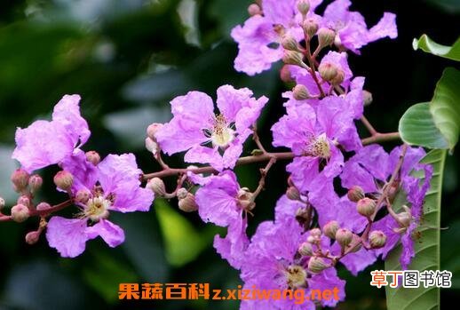 丁香花的营养价值 丁香花的功效和药用价值