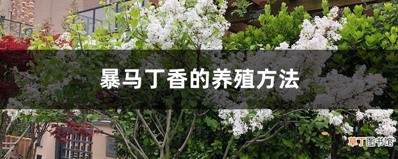 暴马丁香的养殖方法