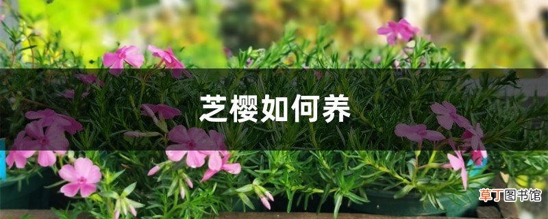 芝樱如何养