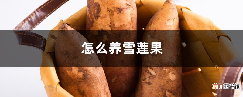 怎么养雪莲果