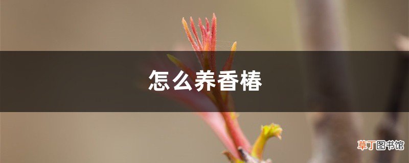 怎么养香椿