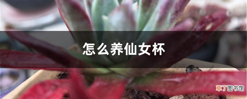 怎么养仙女杯