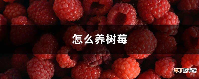 怎么养树莓