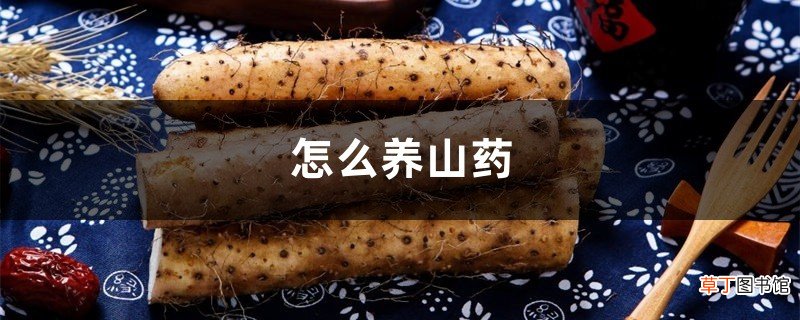怎么养山药