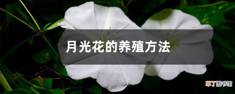 月光花的养殖方法