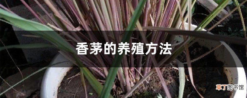 香茅的养殖方法
