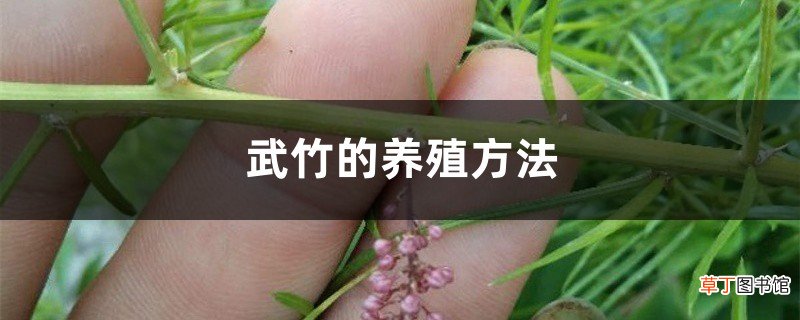武竹的养殖方法