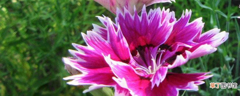 瞿麦的养殖方法
