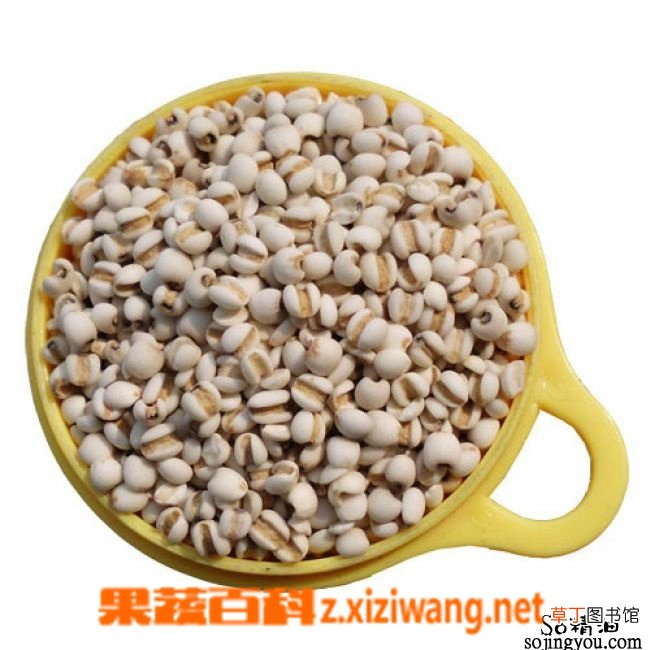 薏仁的功效