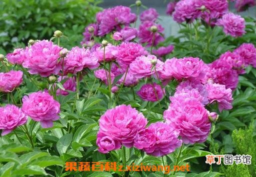 芍药花的功效作用与用法