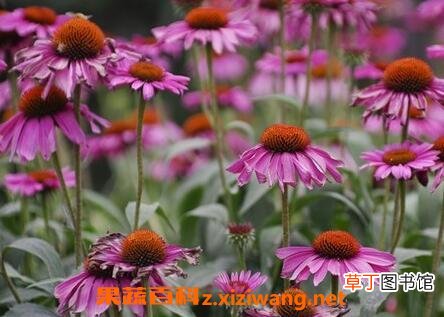 紫锥菊根的功效与作用 紫锥菊根的副作用