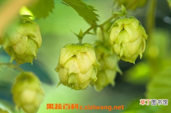 啤酒花的药用价值 啤酒花的好处