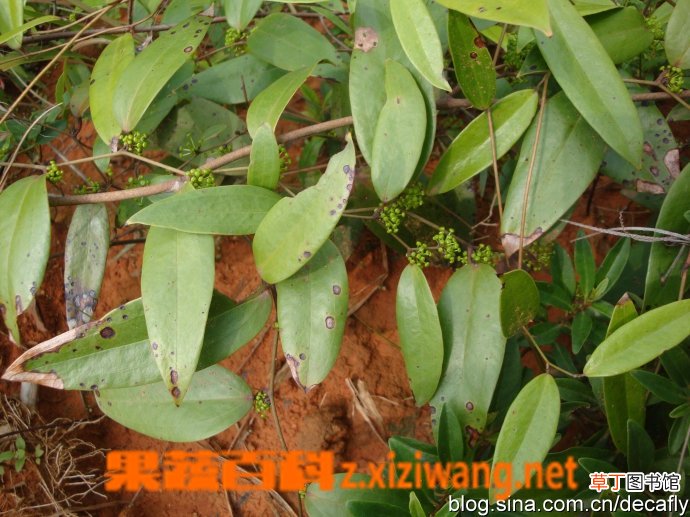 土茯苓的功效