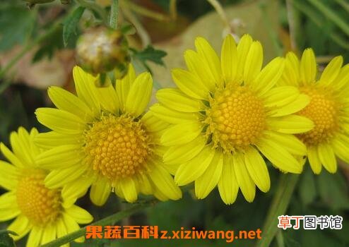 山菊花的功效 山菊花的药用价值