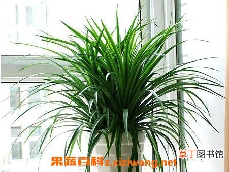 植物龙铁怎么养殖 龙铁的养殖方法技巧