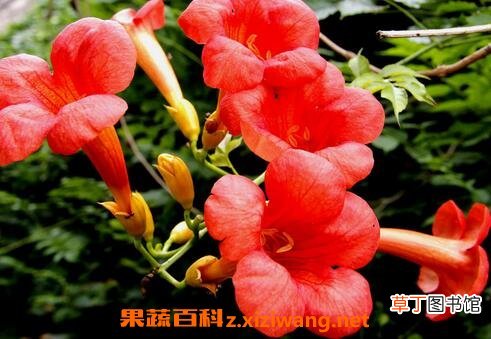 凌霄花的功效与作用 凌霄花的禁忌