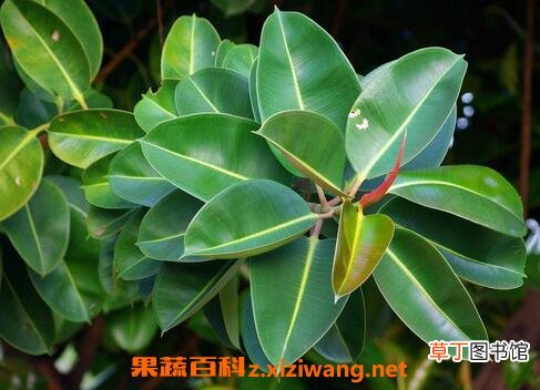 橡皮树的养殖方法 橡皮树怎么养