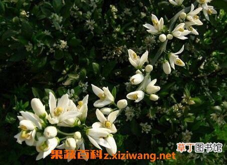 玳玳花的功效与作用 玳玳花的使用禁忌