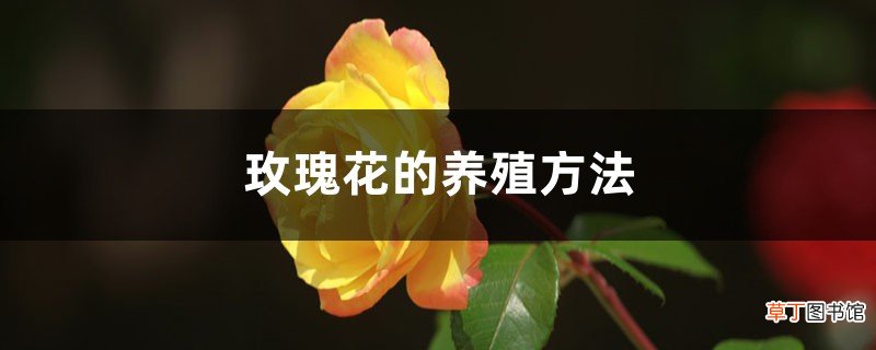 玫瑰花的养殖方法