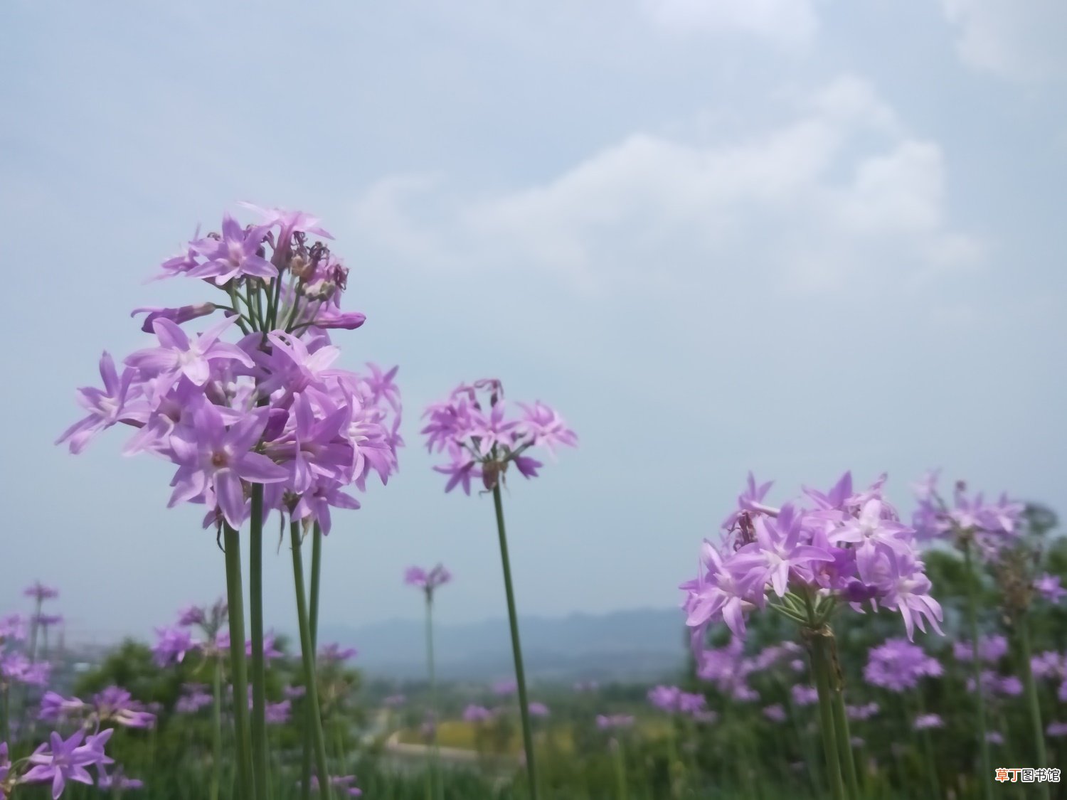 紫娇花如何养