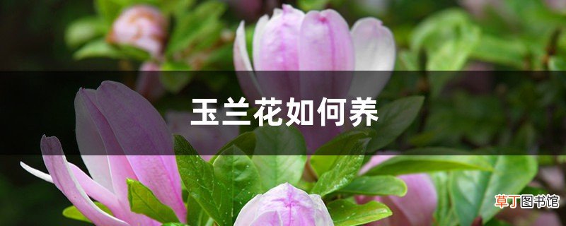 玉兰花如何养