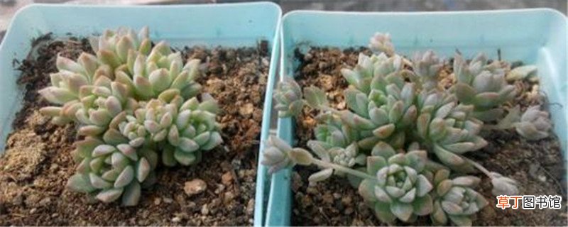 小玉的养殖方法