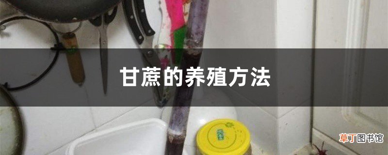 甘蔗的养殖方法