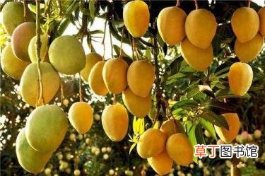 芒果里面发黑能吃吗 芒果为什么会发黑