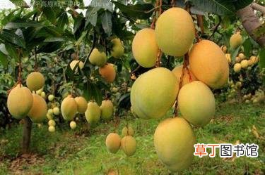 芒果里面发黑能吃吗 芒果为什么会发黑
