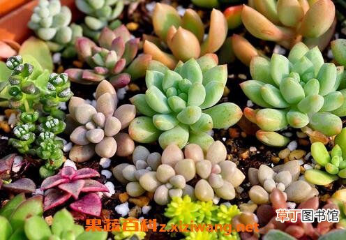 植物小肉肉怎么养殖 小肉肉养殖方法技巧