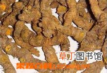 黄莲的功效和作用